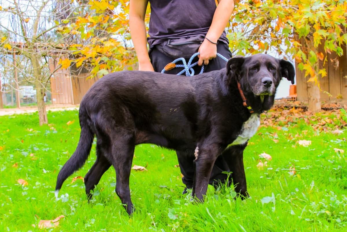 DOTA, Preto e Branco female senior Mixed Breed for adoption at O Cantinho da Milu, Lisbon