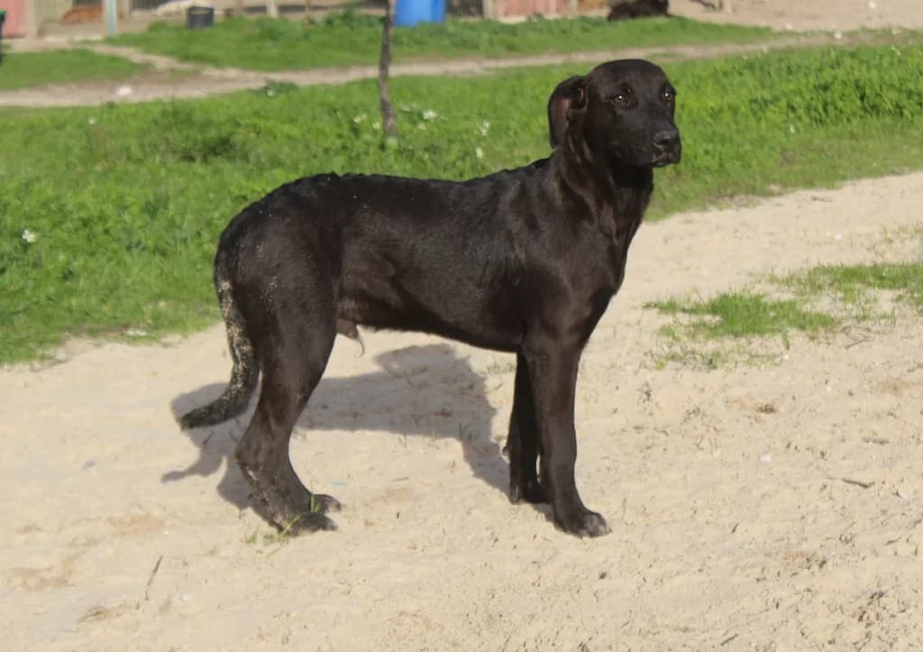 SHANNON, Mixed Breed (O Cantinho da Milu)