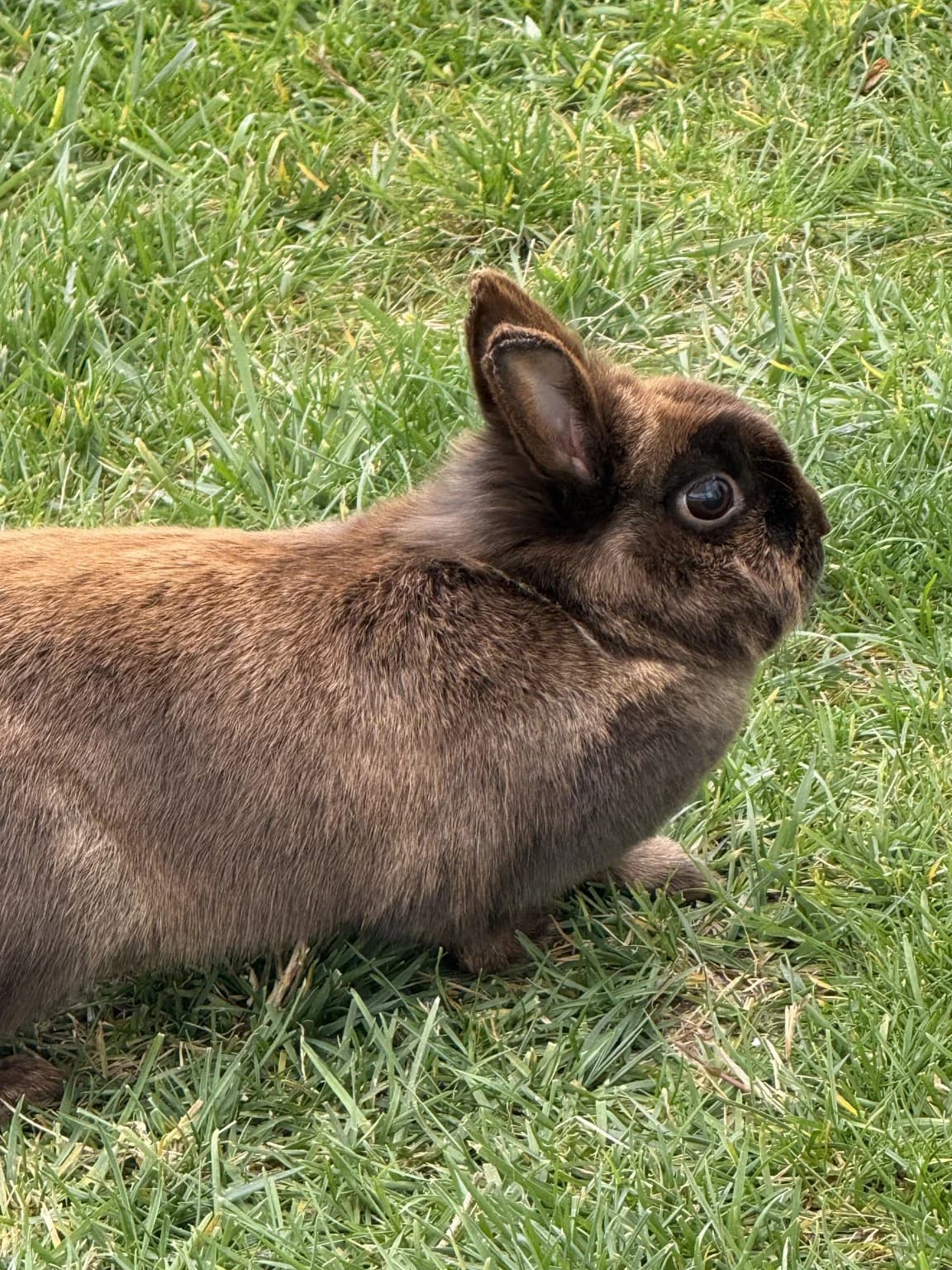 Xavi, Castanho e Preto male mixed breed for adoption at Adopta-me, Lisbon