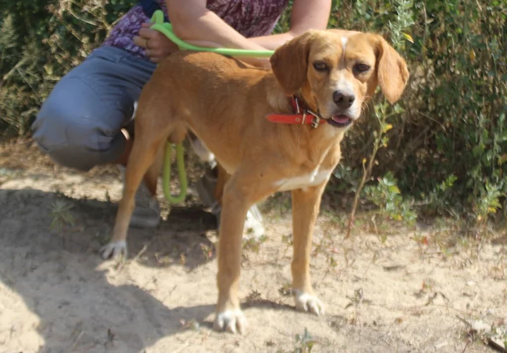 ZECA, Mixed Breed (O Cantinho da Milu)