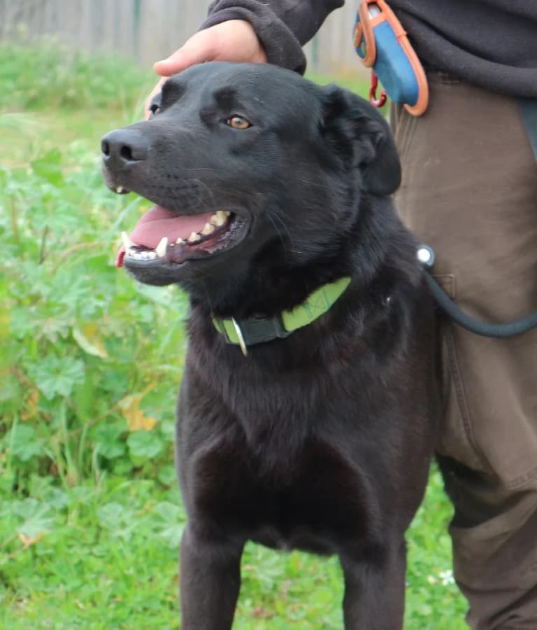 JACK, Labrador Retriever (O Cantinho da Milu)