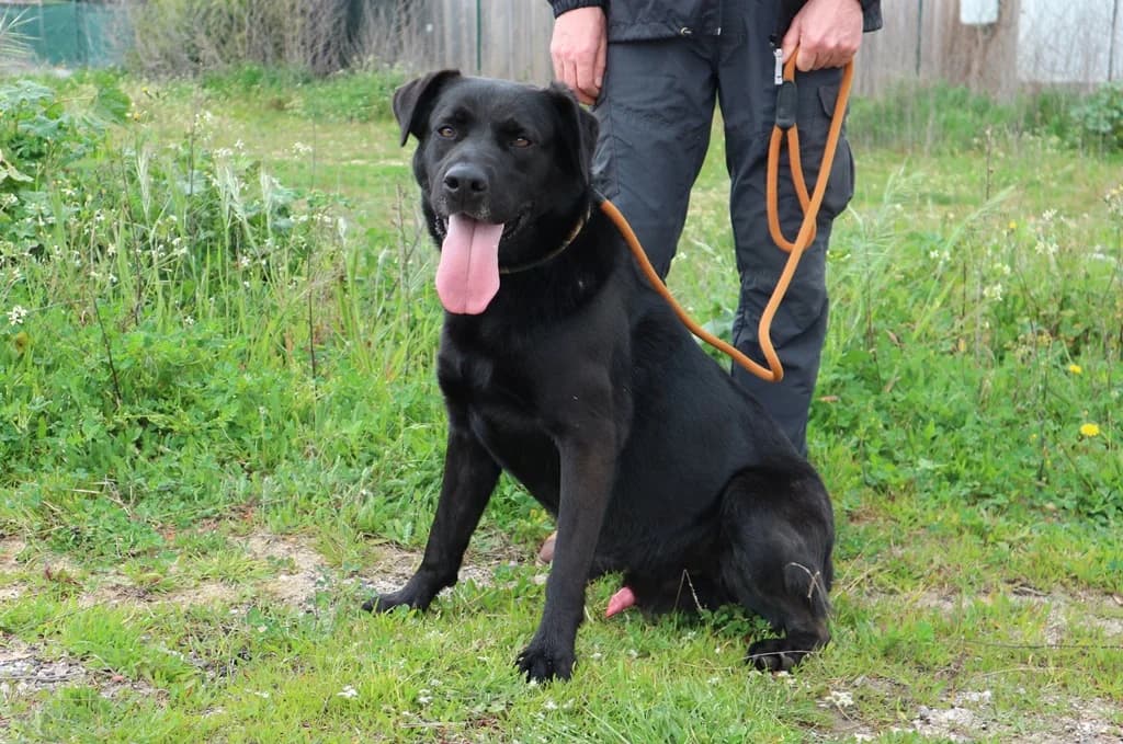 JOCK, Preto male senior Labrador Retriever for adoption at O Cantinho da Milu, Lisbon