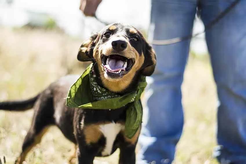 Fizz, Mixed Breed (O Cantinho da Milu)