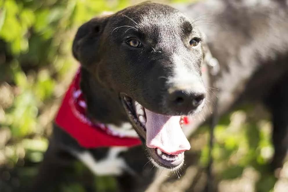 FLASH, Preto e Branco male senior Mixed Breed for adoption at O Cantinho da Milu, Lisbon