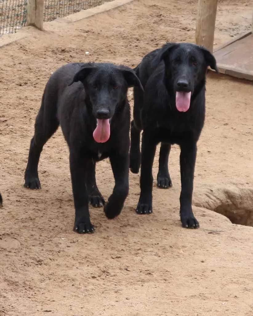 NIGEL, Preto male senior Mixed Breed for adoption at O Cantinho da Milu, Lisbon