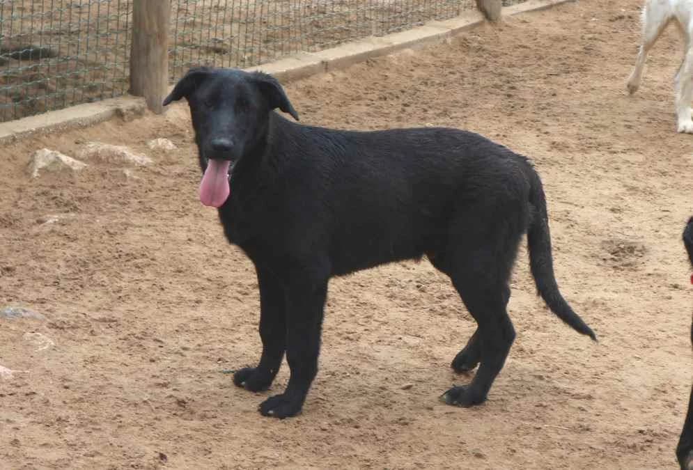 NIGEL, Preto male senior Mixed Breed for adoption at O Cantinho da Milu, Lisbon