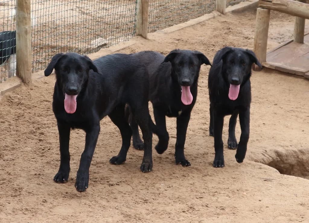 NORMAN, Mixed Breed (O Cantinho da Milu)
