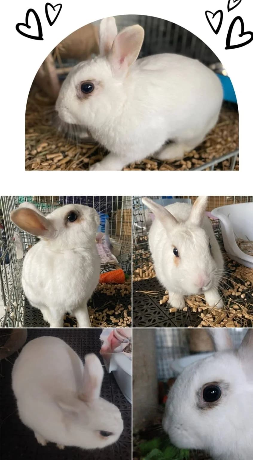 Bambino, Branco male mixed breed for adoption at Adopta-me, Lisbon