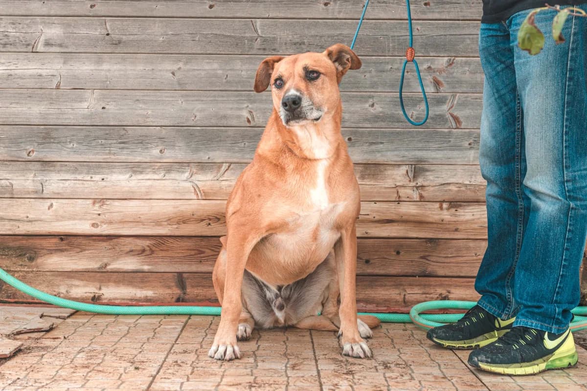 ELMO, Mixed Breed (O Cantinho da Milu)
