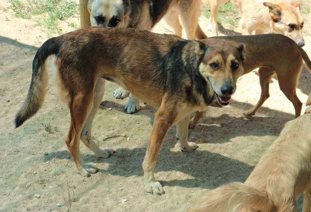 MOZA, Mixed Breed (O Cantinho da Milu)