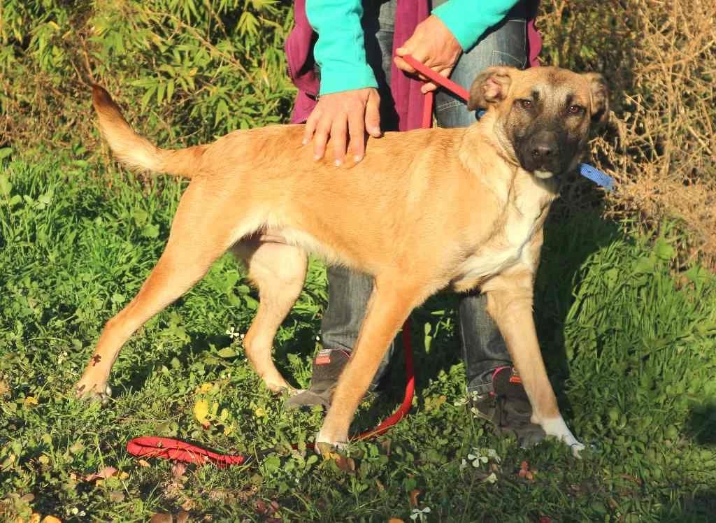 PIPA, Castanho female senior Mixed Breed for adoption at O Cantinho da Milu, Lisbon