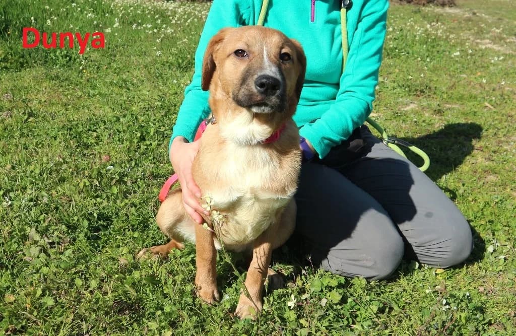 DUNYA, Castanho female senior Mixed Breed for adoption at O Cantinho da Milu, Lisbon