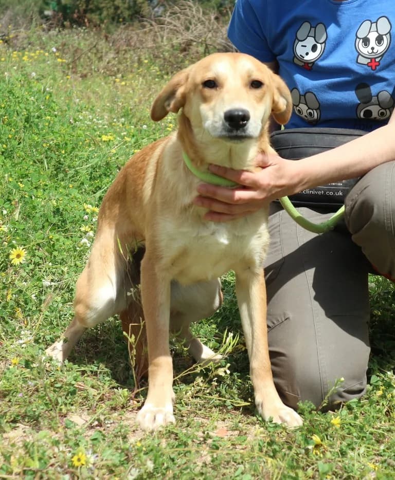 DARLA, Mel Dourado female senior Mixed Breed for adoption at O Cantinho da Milu, Lisbon