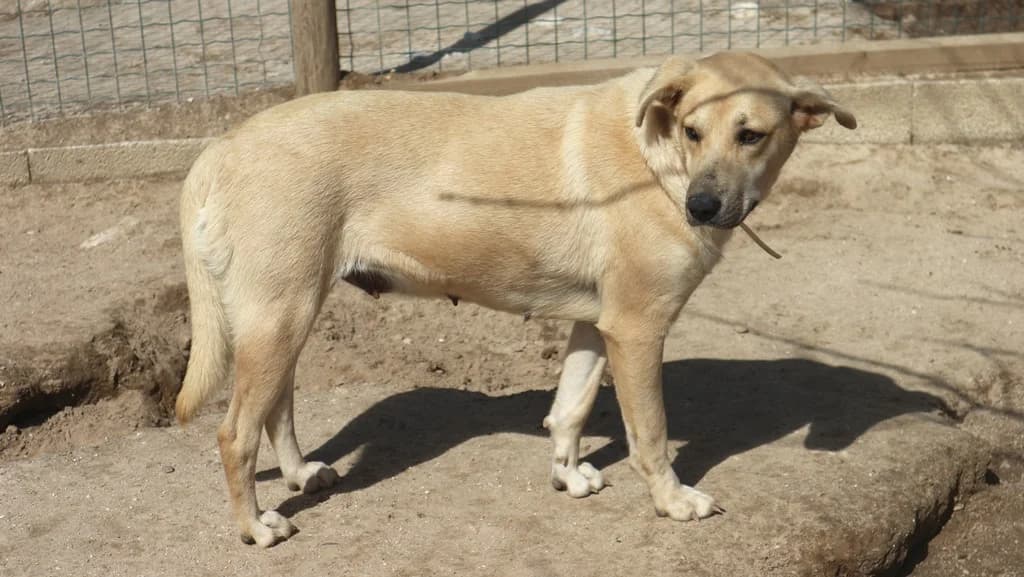 ANIELA, Mixed Breed (O Cantinho da Milu)