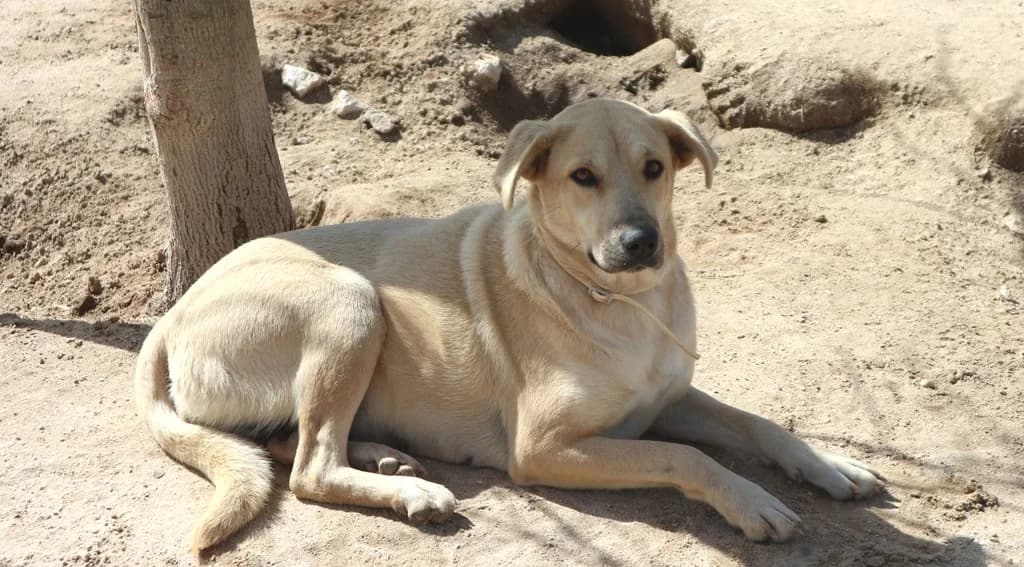 ANIELA, Creme female senior Mixed Breed for adoption at O Cantinho da Milu, Lisbon