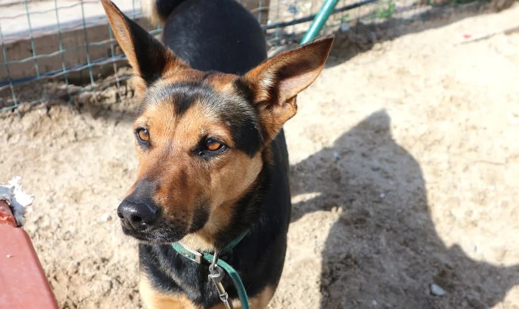 GOA, Preto e Castanho female senior Mixed Breed for adoption at O Cantinho da Milu, Lisbon