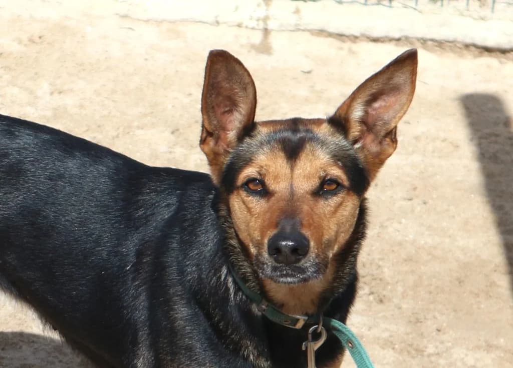 GOA, Preto e Castanho female senior Mixed Breed for adoption at O Cantinho da Milu, Lisbon