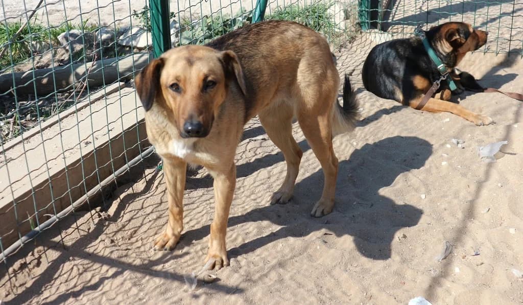 THAI, Mixed Breed (O Cantinho da Milu)