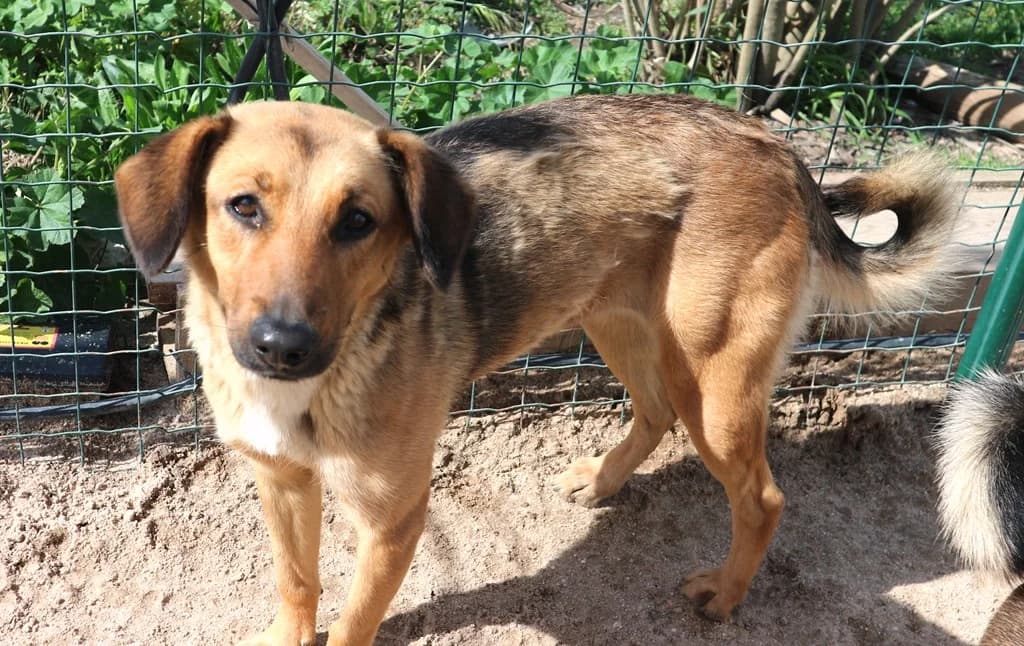 THAI, Castanho female senior Mixed Breed for adoption at O Cantinho da Milu, Lisbon