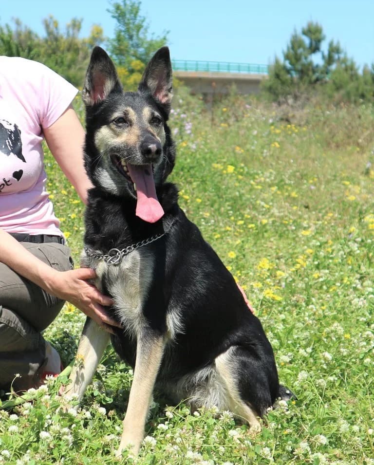 PEPSI, Preto e Castanho female senior mixed breed for adoption at O Cantinho da Milu, Lisbon