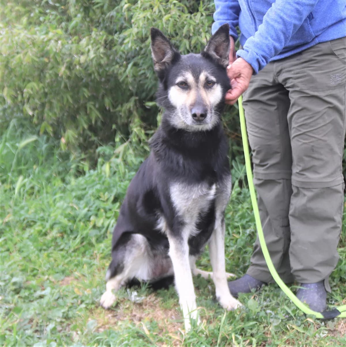 PEPSI, Preto e Castanho female senior mixed breed for adoption at O Cantinho da Milu, Lisbon