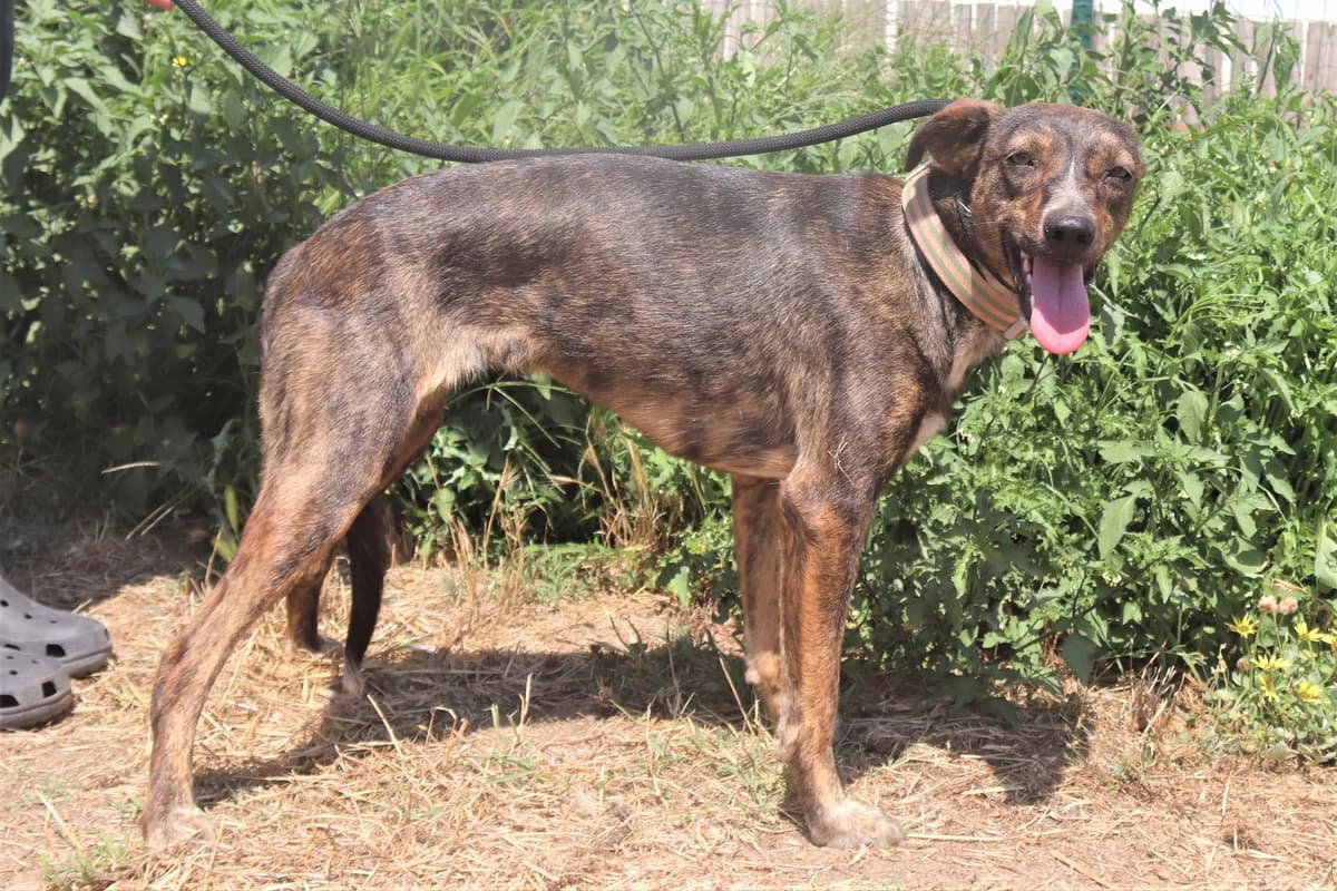 SPRINKLES, Tigrado female senior Mixed Breed for adoption at O Cantinho da Milu, Lisbon