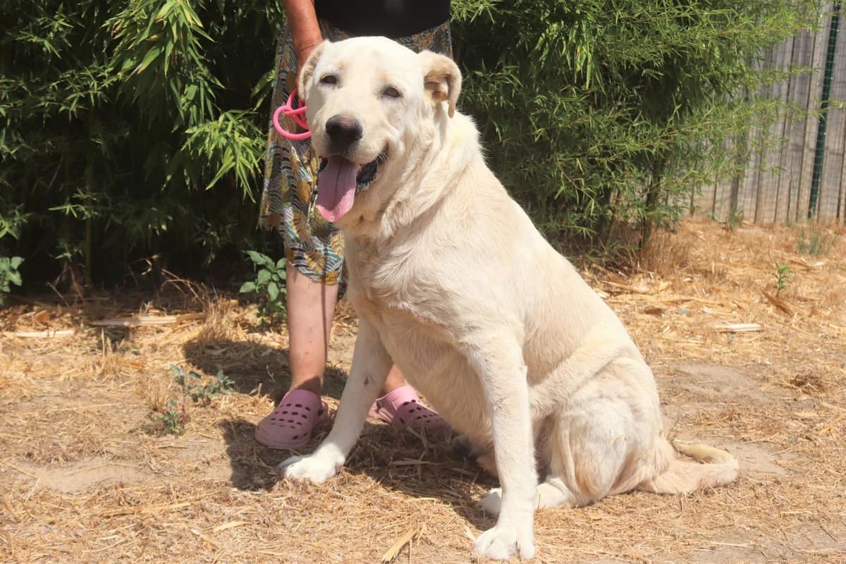 MODJO, Branco male senior mixed breed for adoption at O Cantinho da Milu, Lisbon