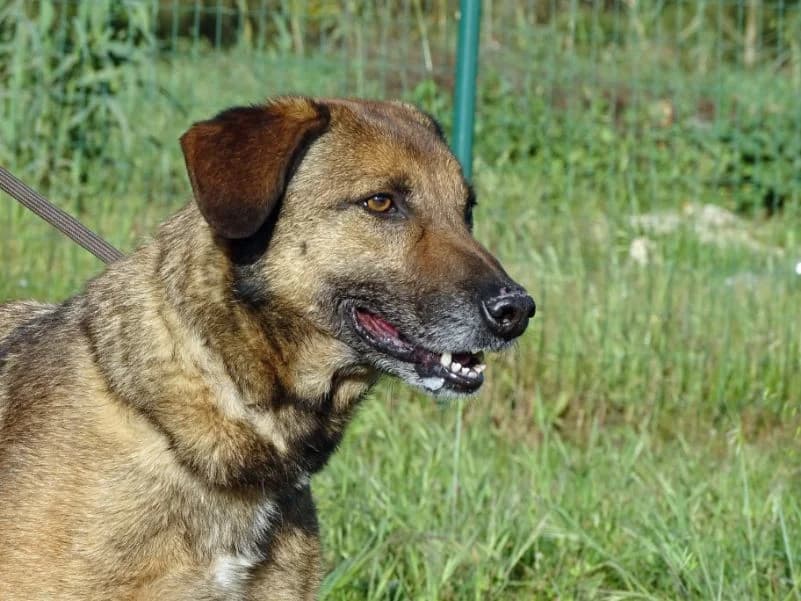 Deka, female Mixed Breed for adoption at Bianca APS