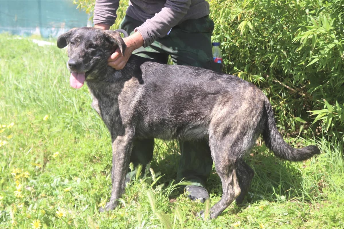 MAEVE, Mixed Breed (O Cantinho da Milu)