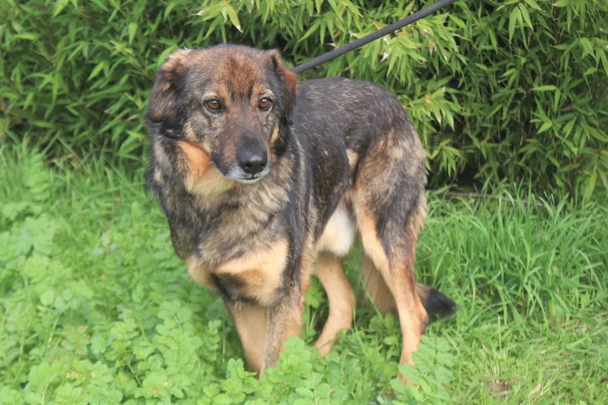 KIDOCE, Mixed Breed (O Cantinho da Milu)