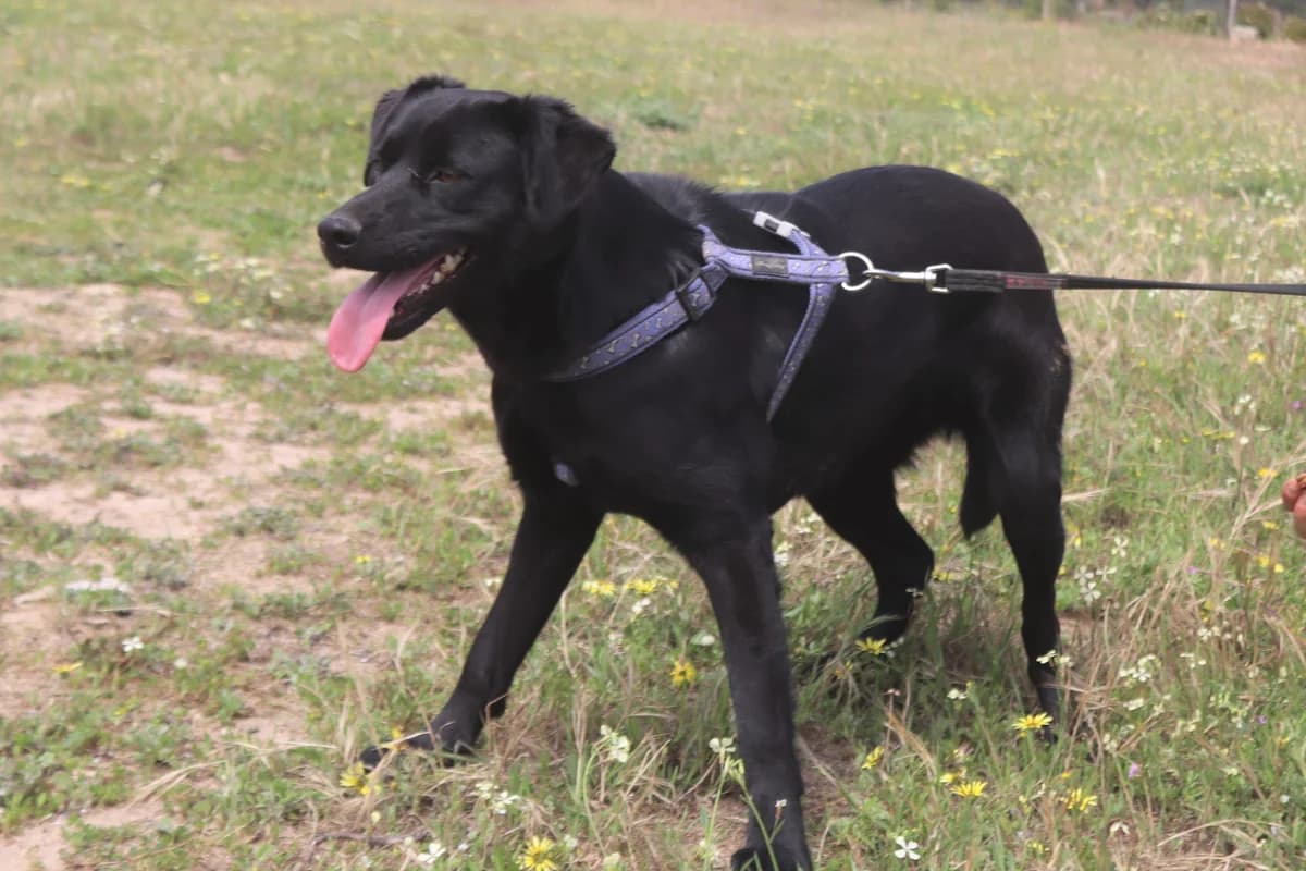 MILLIE, Preto female senior Mixed Breed for adoption at O Cantinho da Milu, Lisbon