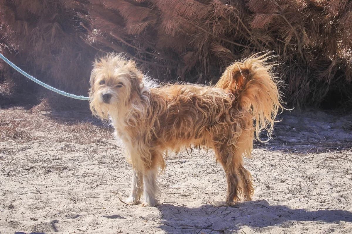 KIKAS, Castanho e Branco male senior Mixed Breed for adoption at O Cantinho da Milu, Lisbon