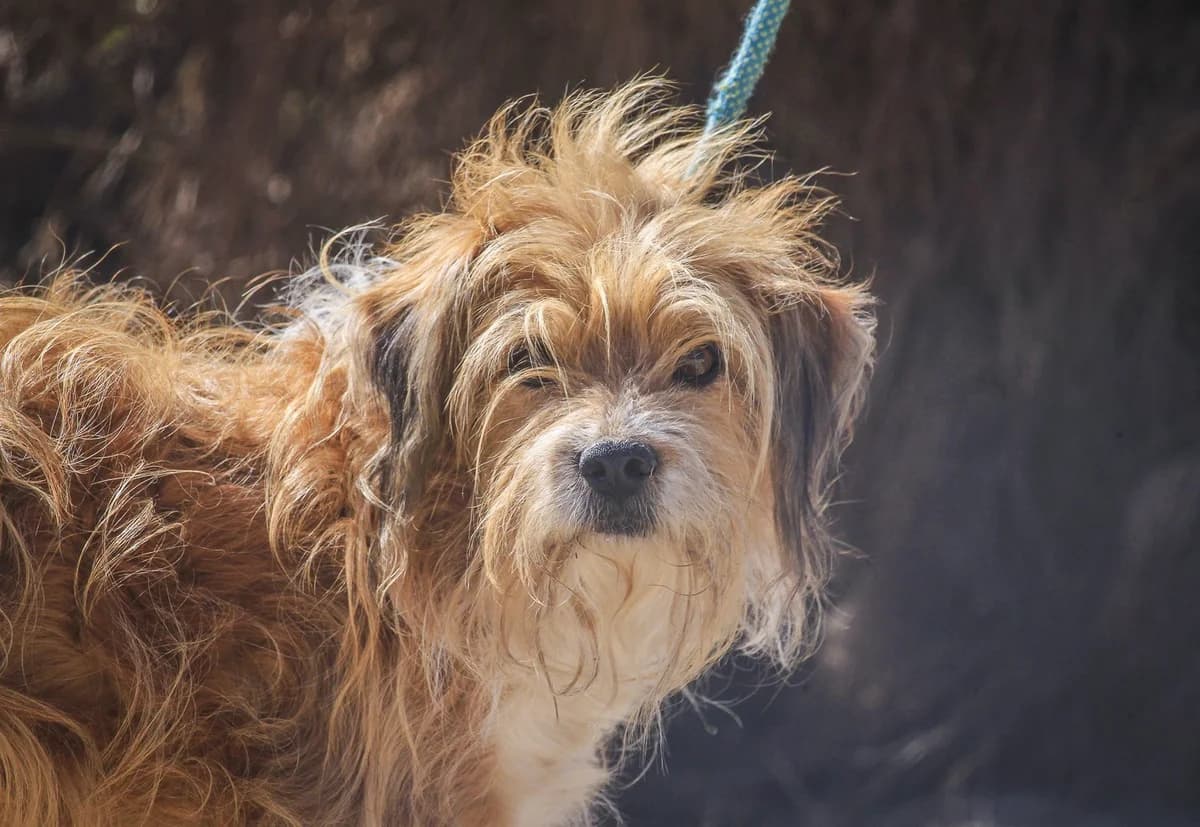 KIKAS, Castanho e Branco male senior Mixed Breed for adoption at O Cantinho da Milu, Lisbon