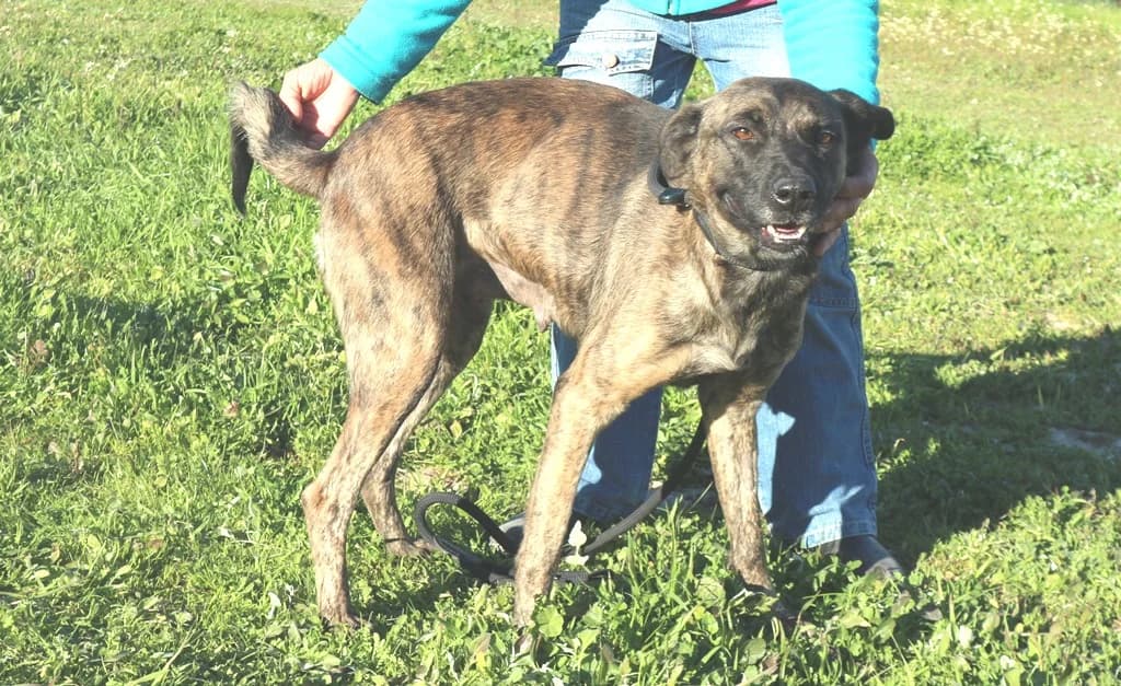 AFRA, Tigrado female senior Mixed Breed for adoption at O Cantinho da Milu, Lisbon