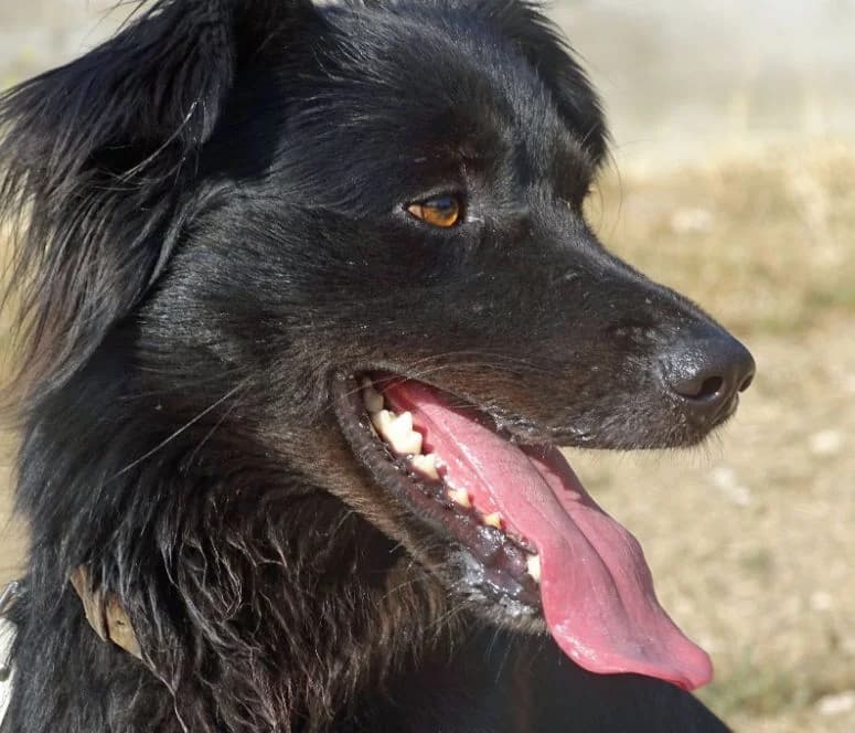 Baruk, black male Mixed Breed for adoption at Adoptamics