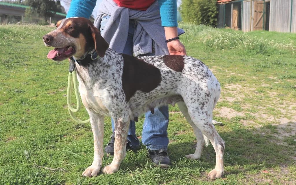 MAYA, Branco e Castanho female senior German Shorthaired Pointer for adoption at O Cantinho da Milu, Lisbon