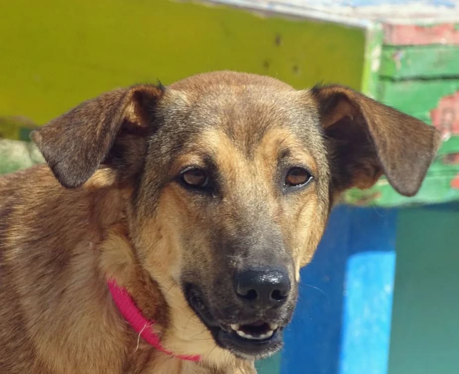 Roscon, Mixed Breed (Adoptamics)