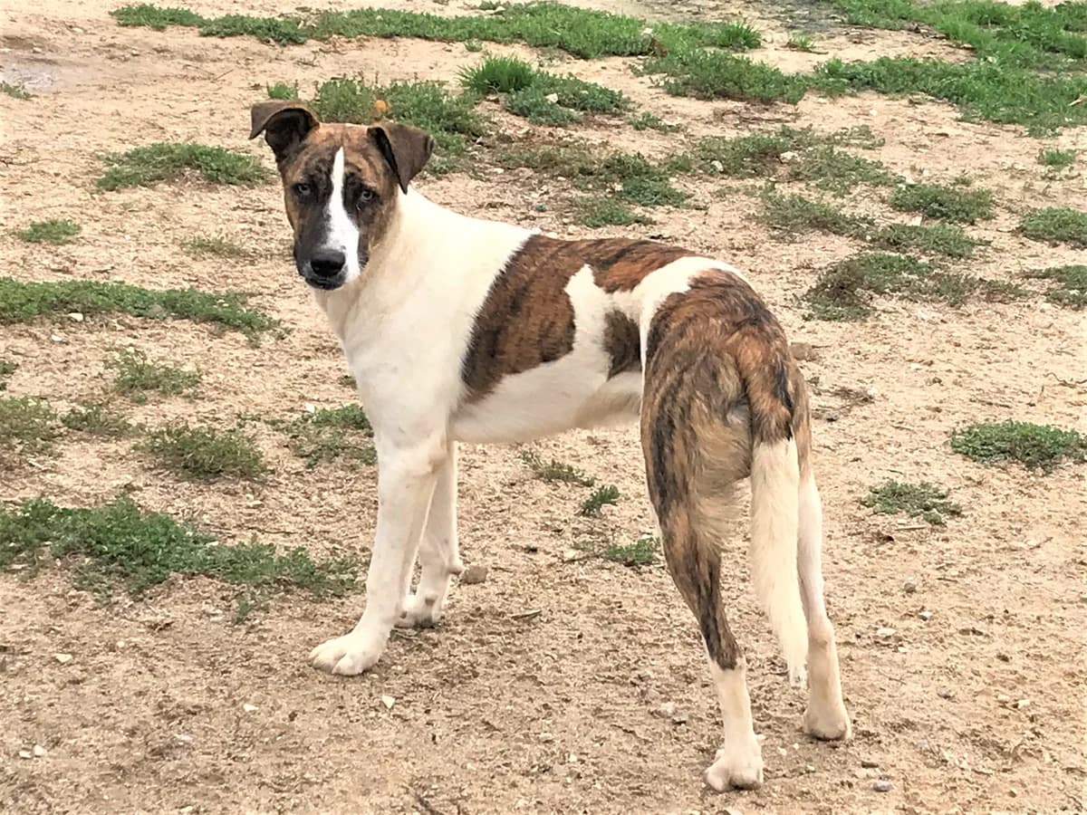 CYRIL, Mixed Breed (O Cantinho da Milu)