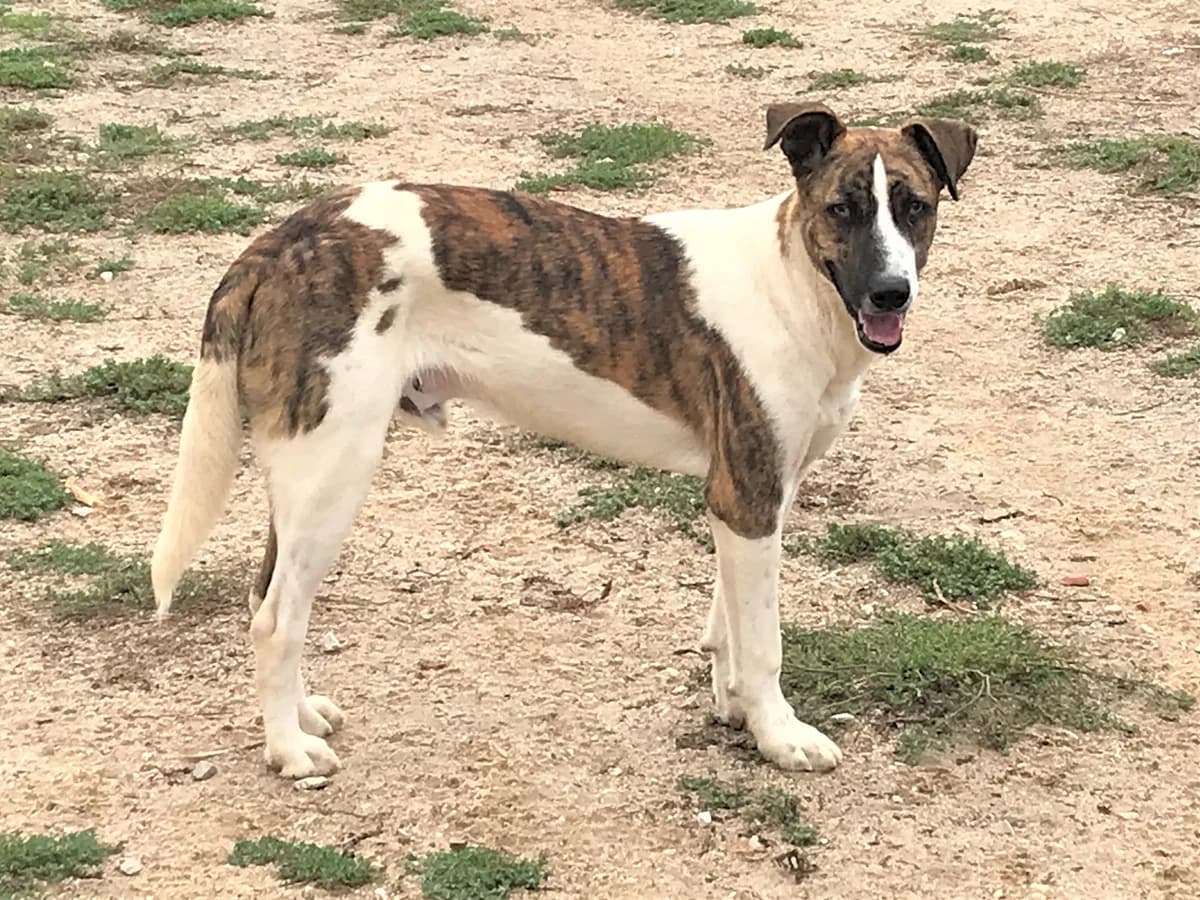 CYRIL, Branco e Castanho male 7yo Mixed Breed for adoption at O Cantinho da Milu, Lisbon