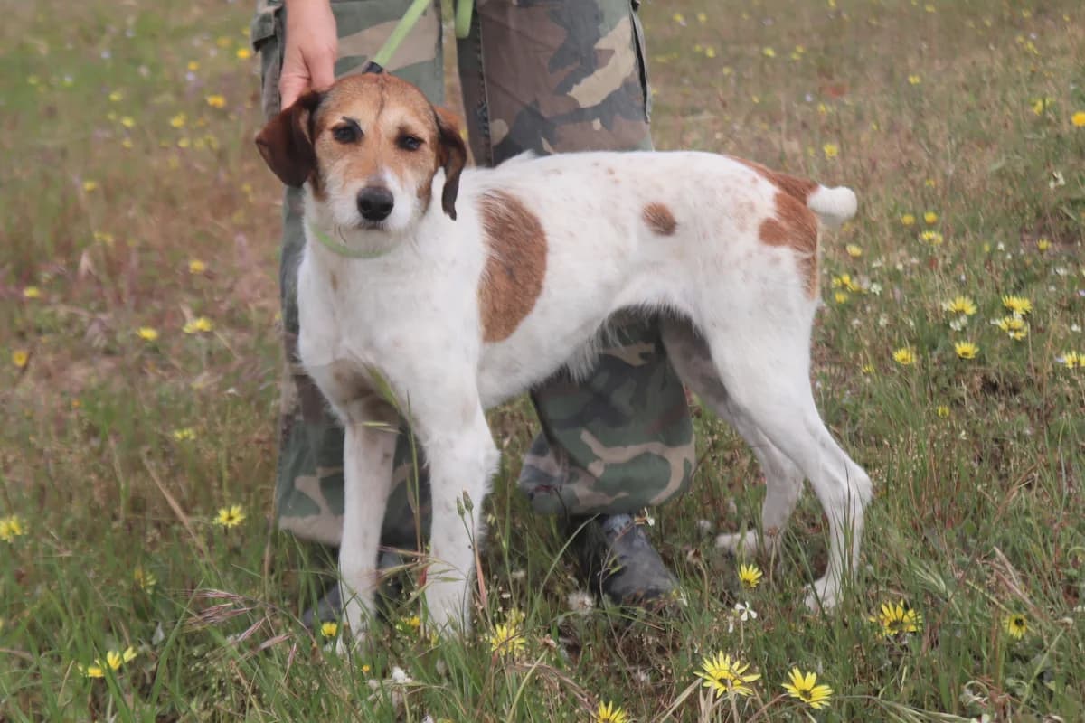 CAROL, Mixed Breed (O Cantinho da Milu)
