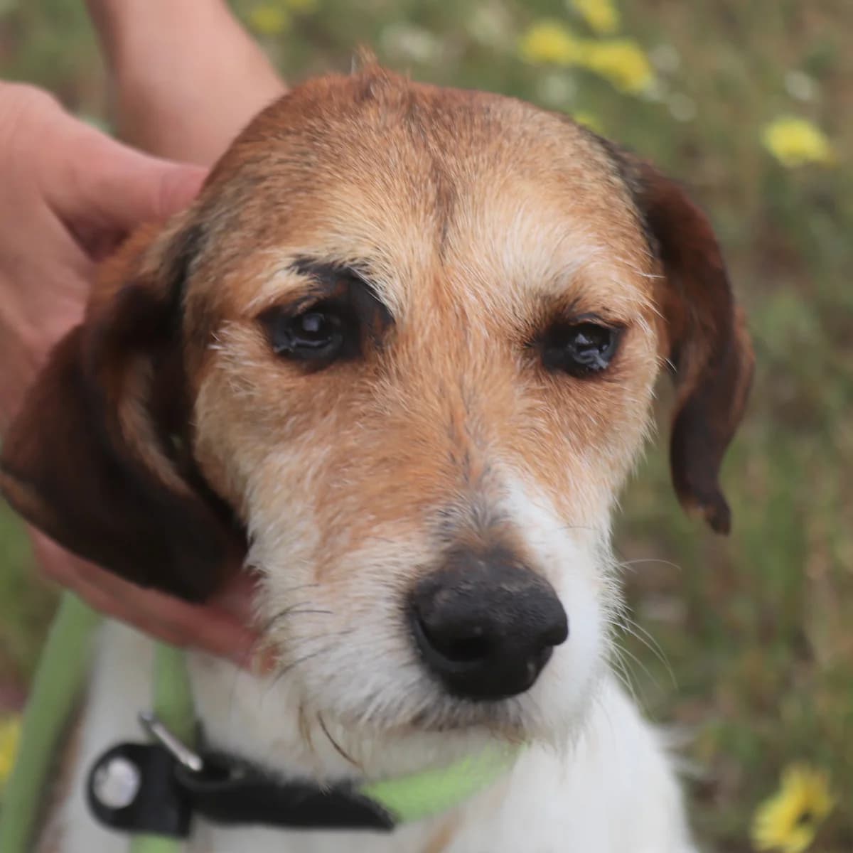 CAROL, Branco e Castanho female senior Mixed Breed for adoption at O Cantinho da Milu, Lisbon