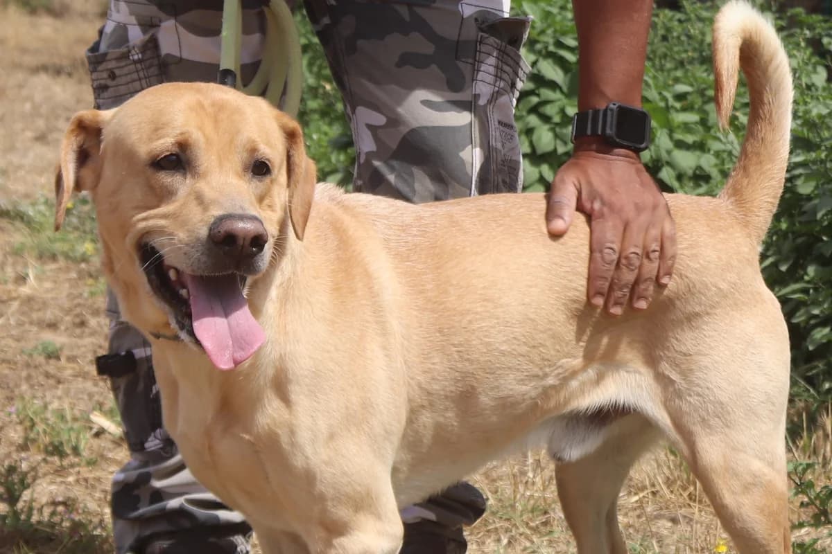 MARLEY, Creme male senior Labrador Retriever for adoption at O Cantinho da Milu, Lisbon