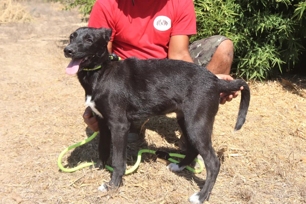 SANDRO, Preto male 7yo Mixed Breed for adoption at O Cantinho da Milu, Lisbon