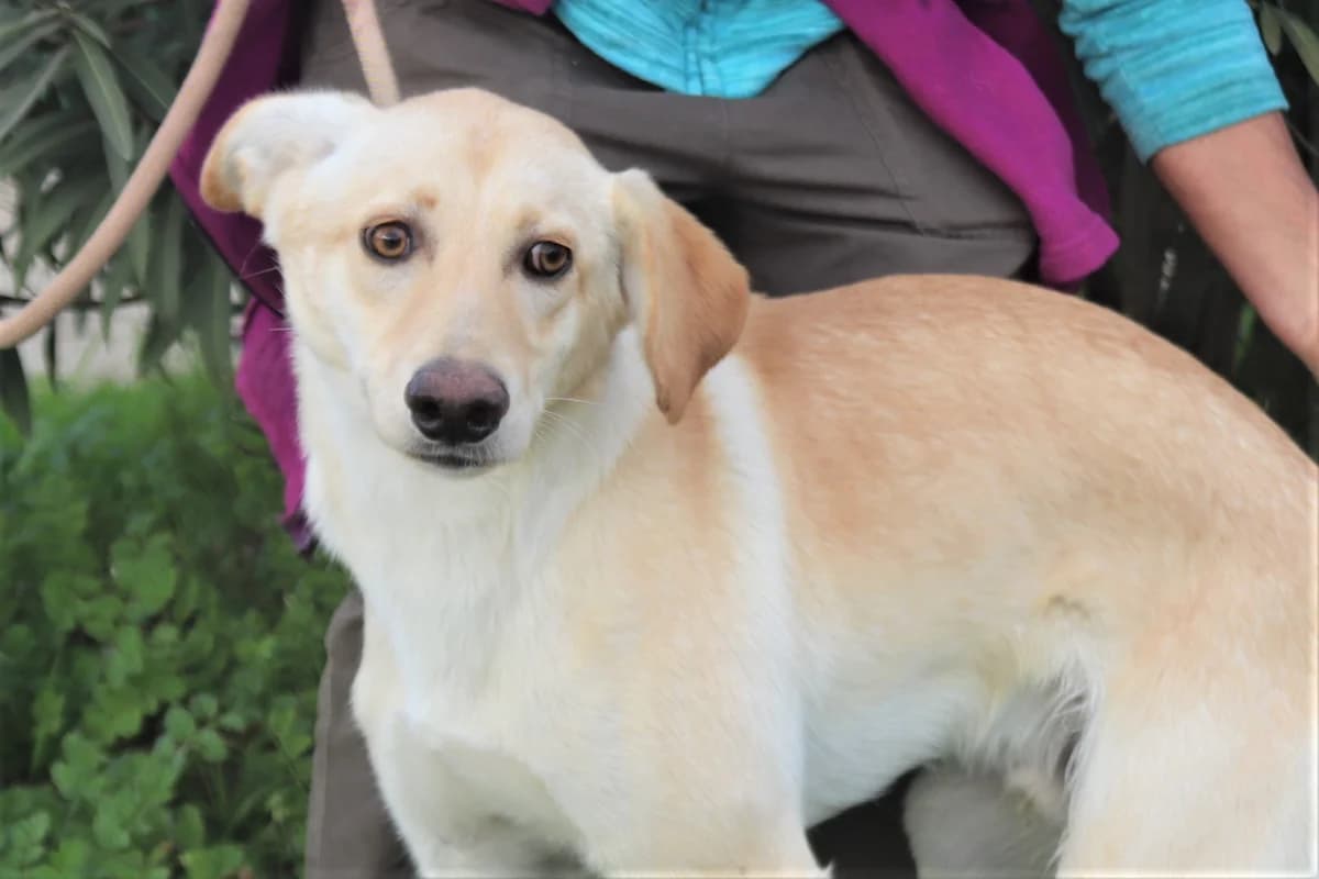 PAL, Creme male 7yo Mixed Breed for adoption at O Cantinho da Milu, Lisbon