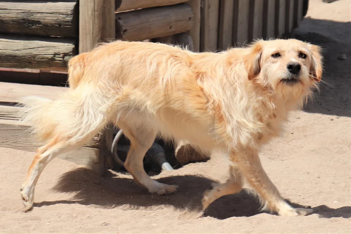 NUTTY, Creme female senior mixed breed for adoption at O Cantinho da Milu, Lisbon
