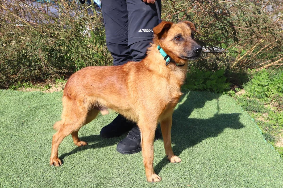 NICO, Mixed Breed (O Cantinho da Milu)