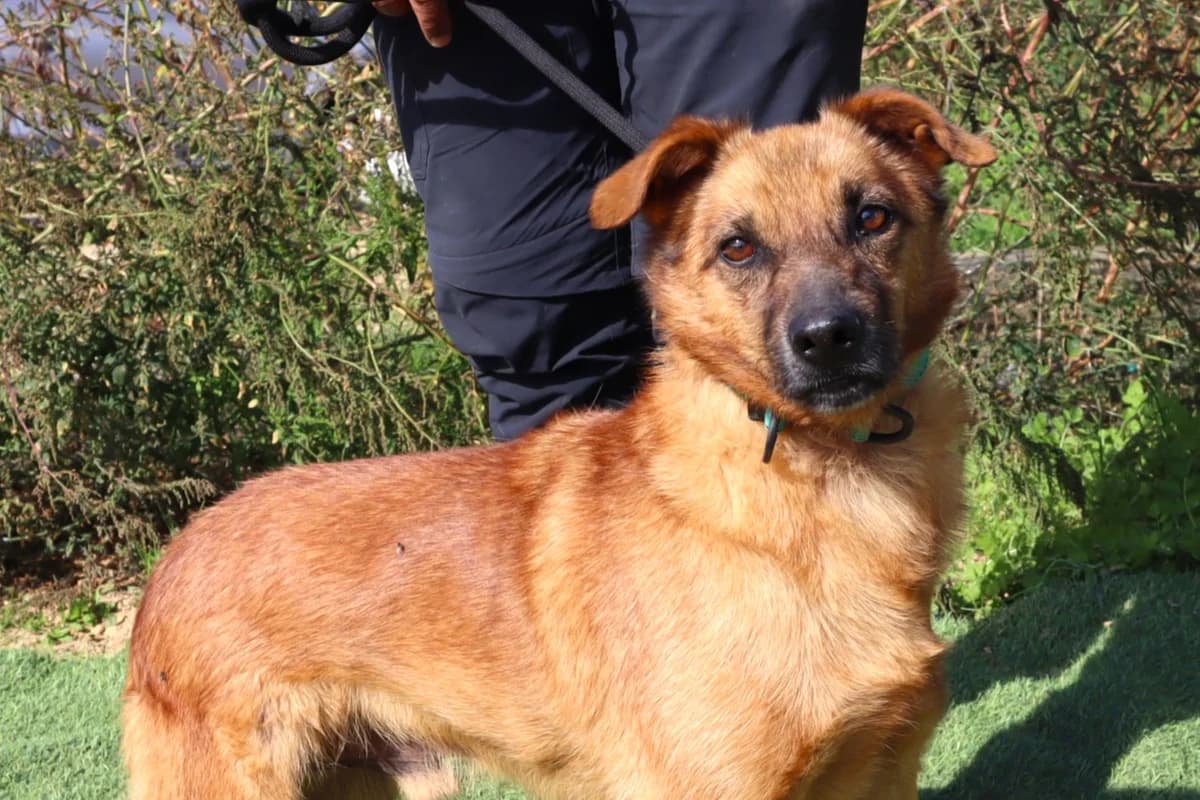 NICO, Castanho male senior Mixed Breed for adoption at O Cantinho da Milu, Lisbon