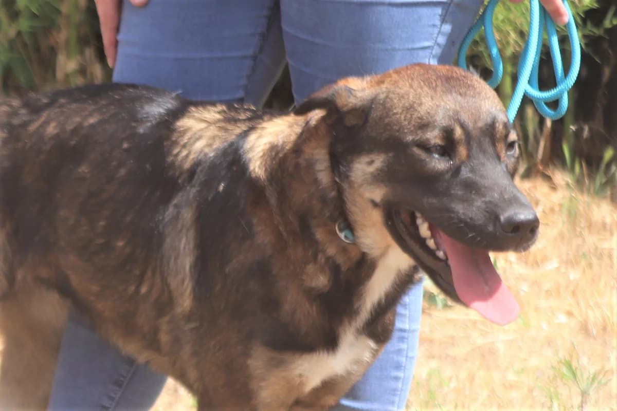 LYRA, Mixed Breed (O Cantinho da Milu)