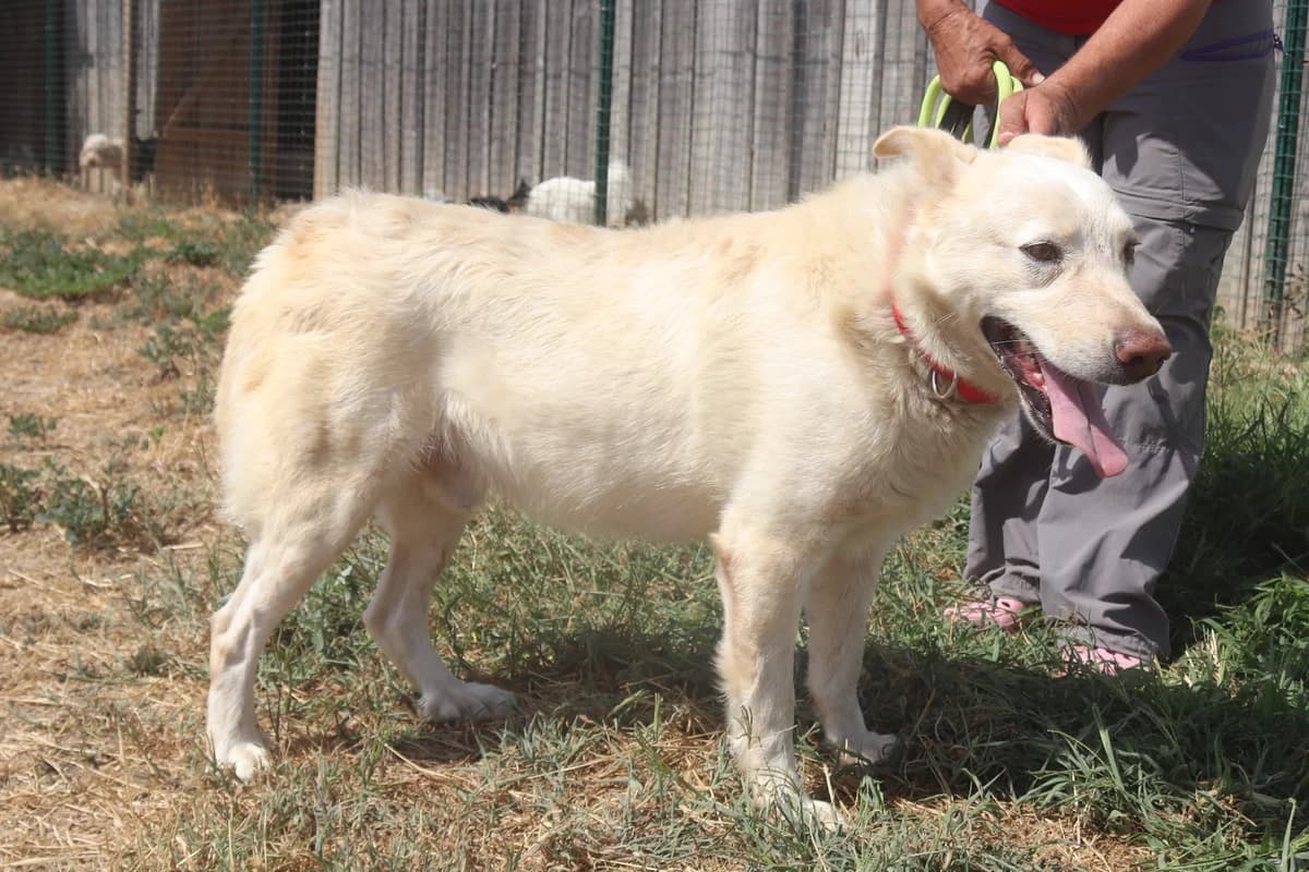 ROCKY, Mixed Breed (O Cantinho da Milu)