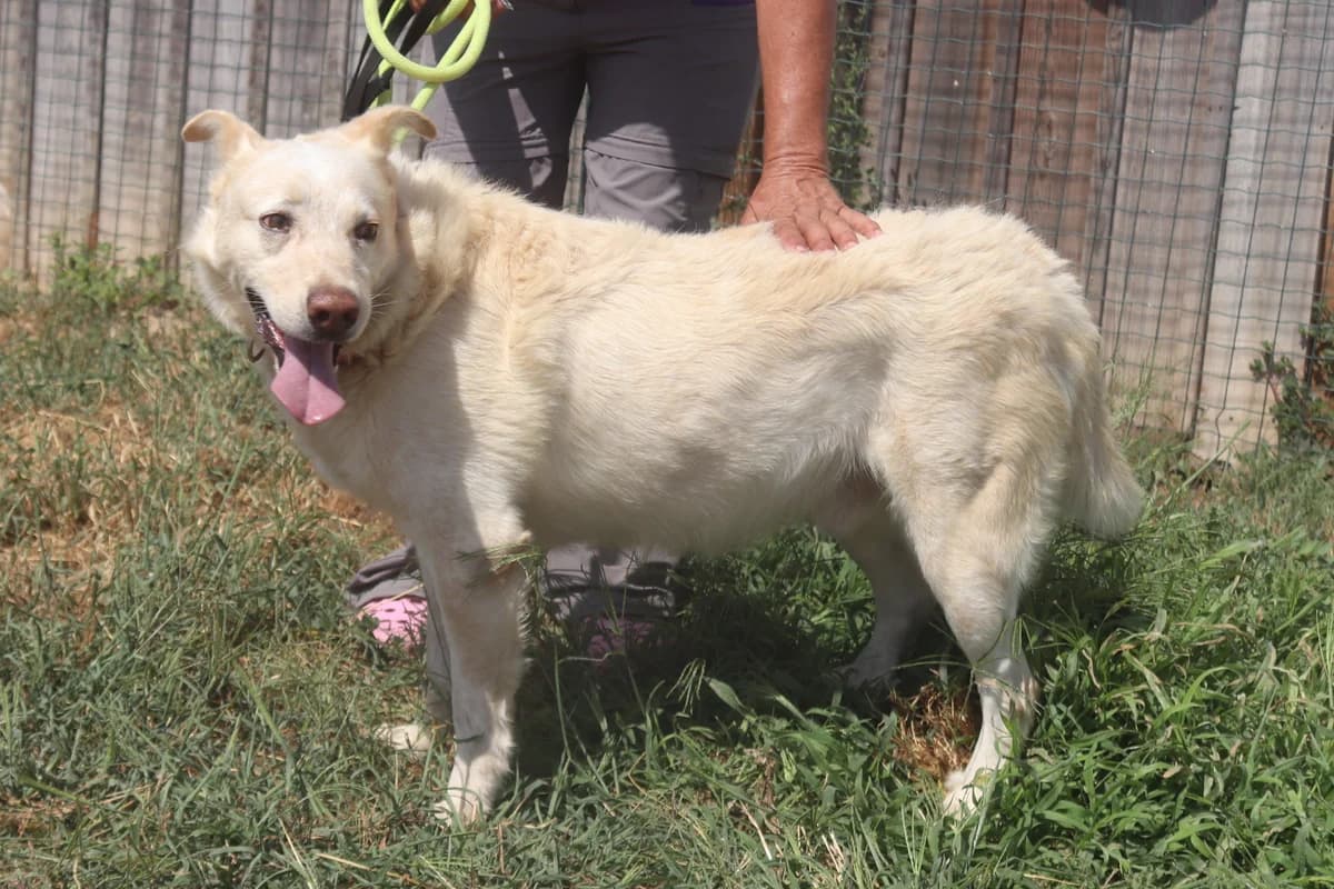 ROCKY, Branco male senior Mixed Breed for adoption at O Cantinho da Milu, Lisbon